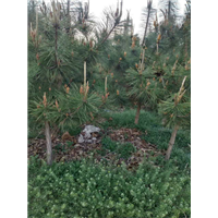 山东黑松苗｜山东黑松苗价格13953666466