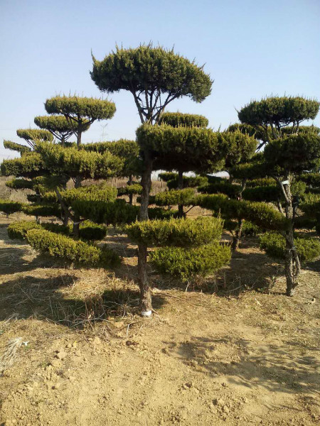山东造型树苗@山东造型树苗价格13953666466 
