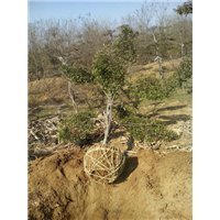 山东造型树苗出售@山东造型树苗种植基地 