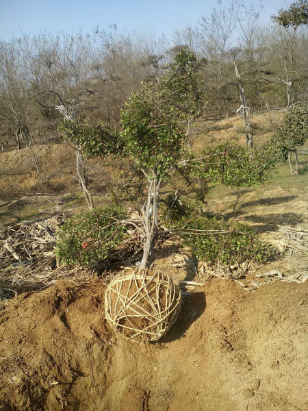 山东造型树苗出售@山东造型树苗种植基地 