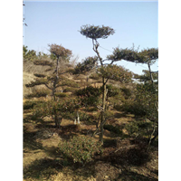 山东造型树苗批发价格@山东造型树苗价格 