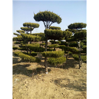山东造型树苗@山东造型树苗价格13953666466 