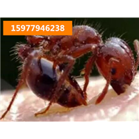 玉林福绵灭臭虫灭红火蚁主要对人体伤害 