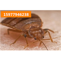 南宁灭臭虫、北海臭虫防治、玉林专业臭虫预防中心 