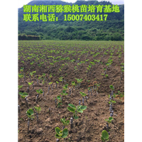 湖南红阳猕猴桃苗基地 