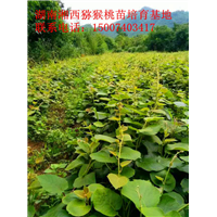 湘西猕猴桃苗基地 