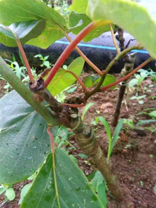湖南猕猴桃苗基地 