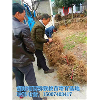 湖南猕猴桃苗发货 