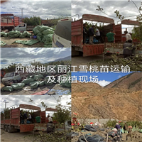 丽江雪桃苗批发供销 