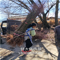 丽江雪桃苗批发 