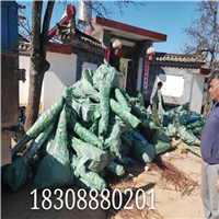 丽江雪桃苗批发 