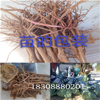 丽江雪桃苗 