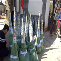 丽江雪桃苗供销 