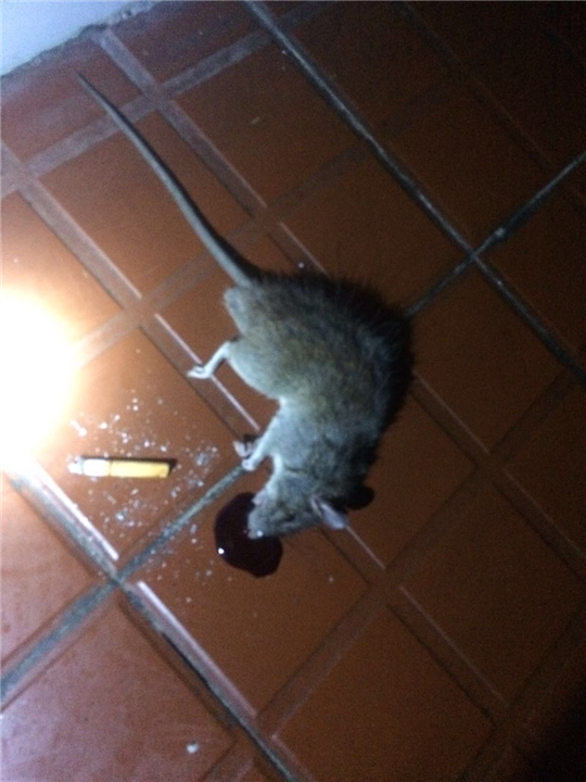 石狮灭鼠 