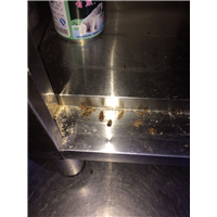 泉州灭鼠公司