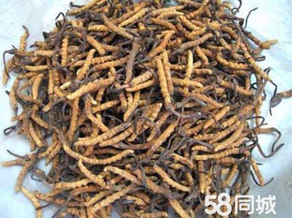 成都回收虫草电话；15861187903 