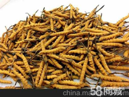 蓬溪礼品回收 蓬溪回收礼品虫草15861187903李老师 