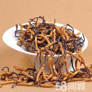 南充冬虫夏草回收┃李老师 15861187903 