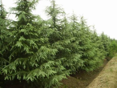 雪松小苗什么时候移植比较好 
