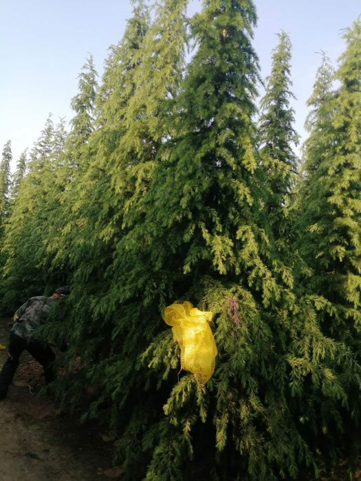 保护好雪松基地才可以循环的利用 