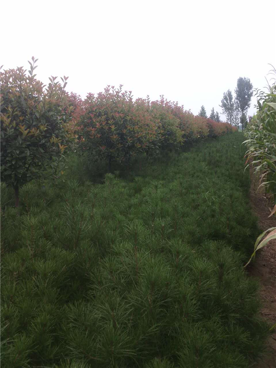 雪松的栽培养护技术 