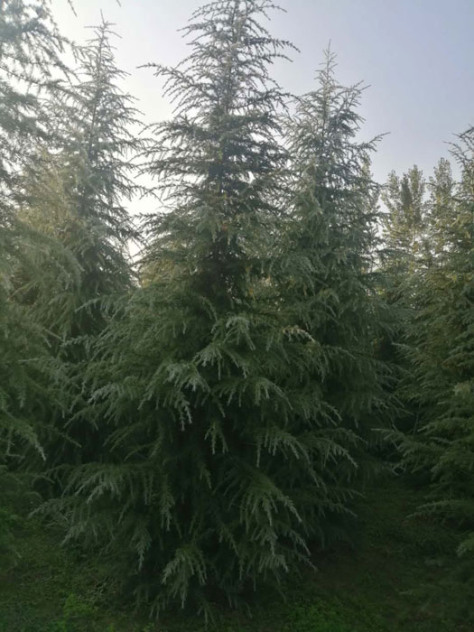 雪松的自身价值表现在哪里 