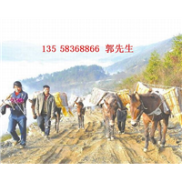 宜春骡马运输队@九江骡马运输队@鹰潭骡马运输队多少钱 