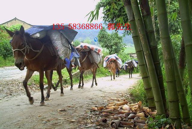 金昌骡马驮运队@庆阳骡马驮运队@张掖骡马驮运队哪家好 