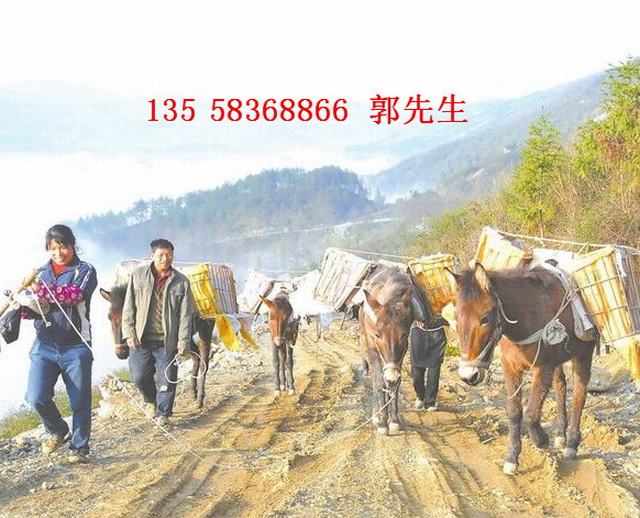 宜春骡马运输队@九江骡马运输队@鹰潭骡马运输队多少钱 