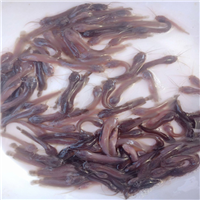 湖北鱼苗价格