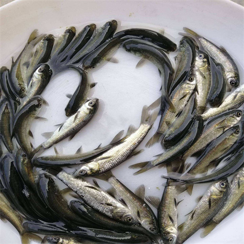 湖北武汉市鱼苗批发