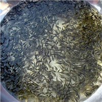 湖北淡水鱼苗批发