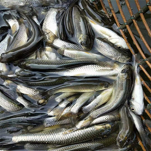 武汉市鱼苗批发价格