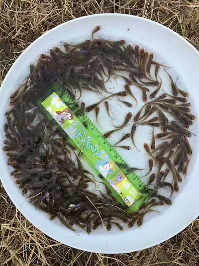 湖北桂花鱼苗批发|安徽哪里有桂花鱼苗 