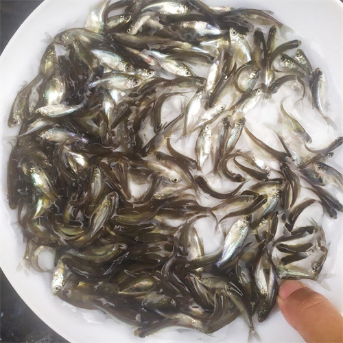 我的附近哪有鱼苗卖