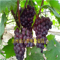 深圳葡萄采摘，深圳葡萄批发，巨峰葡萄