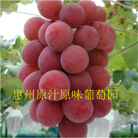 深圳自产自销葡萄、深圳葡萄鲜果
