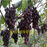 深圳葡萄\深圳葡萄园\深圳葡萄种苗