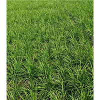 山东麦冬草种植基地 