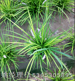 mdm16山东曹县麦冬苗销售电话 
