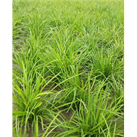 mdm18山东曹县麦冬苗种植合作社 