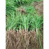 mdc山东麦冬苗种植基地 