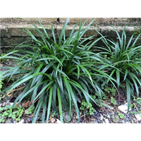 mdm14山东曹县麦冬苗种植合作社 