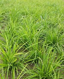 mdm18山东曹县麦冬苗种植合作社 