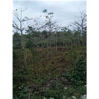 汕头美丽木棉种植-佛山美丽木棉基地-美丽木棉 