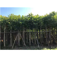 安徽大量供应各种规格火焰木 