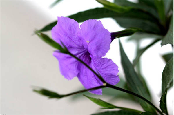 东莞紫花卢莉供应-东莞紫花卢莉批发 