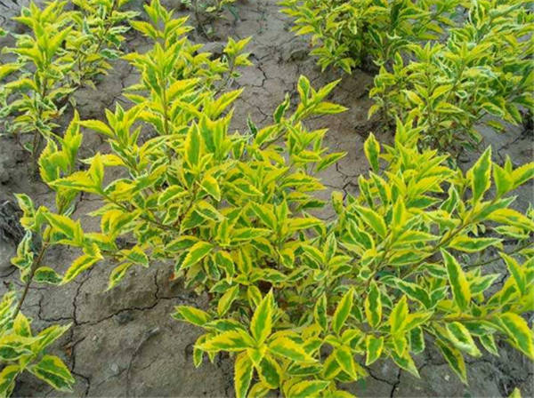 中山金叶连翘报价-中山金叶连翘种植基地 