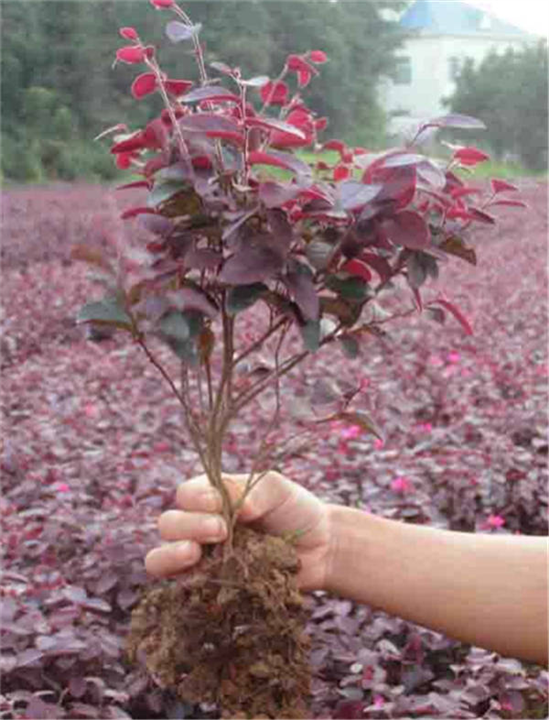 中山红继木报价-中山红继木种植基地 