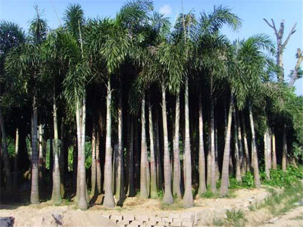 广州狐尾椰供应-深圳狐尾椰种植基地-珠海狐尾椰 